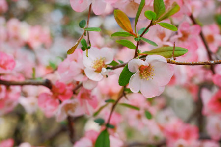 Cherry blossoms starting to bloomの写真素材