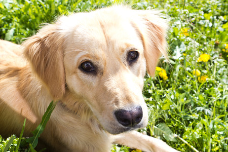 Light-haired puppy with funny ears laying on fieldの写真素材