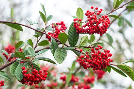 Clusters of red elder-berry on bush with green leaves