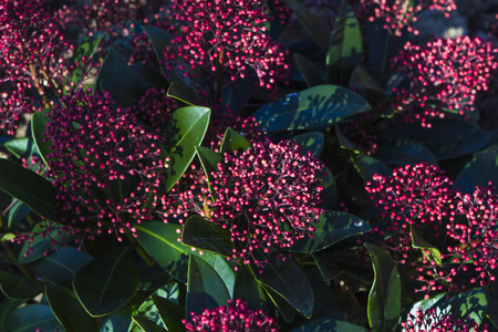 Red branches of Skimmia Japonicaの写真素材
