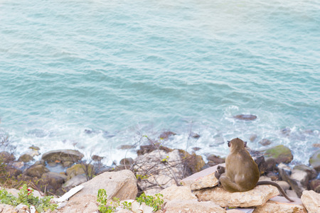Macaque monkey sitting on rock and looking in seaの写真素材