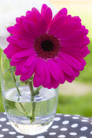 Pink gerbera or Transvaal daisy flower close upの写真素材
