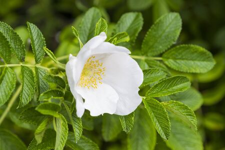 White wild rose shrub blossoming in summer parkの写真素材