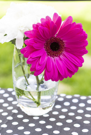 Pink gerbera or Transvaal daisy flower close upの写真素材