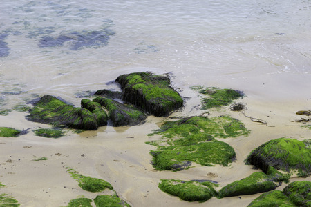 Mossy rocks at beach in North Atlantic ocean, Northern Ireland