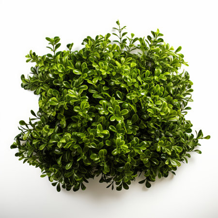 Top view of green bush isolated on white background. Studio shot.の素材