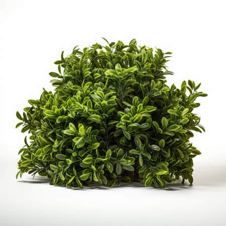 3d rendering of a green bush isolated on white studio background.の素材
