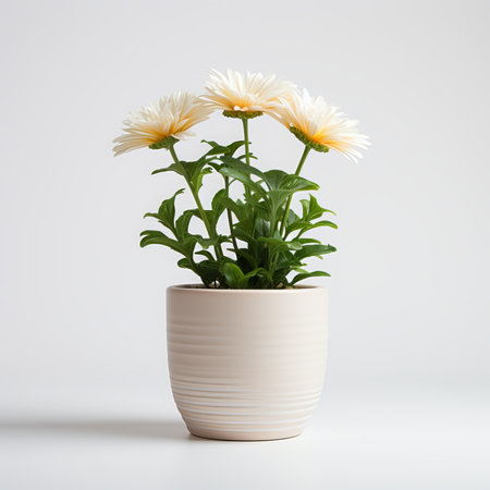 White daisies in a vase on a white background.の素材