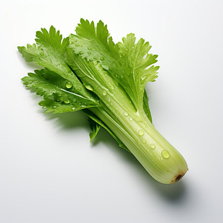 Fresh celery with water drops isolated on white background. top viewの素材