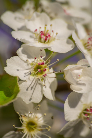 apple tree blossom flowerの写真素材