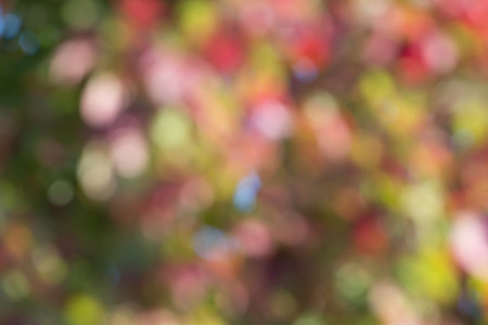 Colorful,fall,blurred,abstract backgroundの写真素材