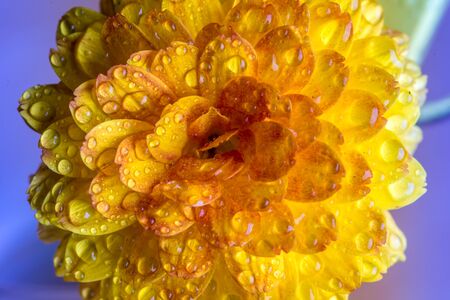 Close up of a yellow Dahlia with water dropletsの写真素材