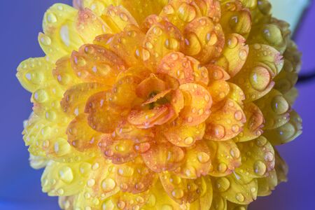 Close up of a yellow Dahlia with water dropletsの写真素材