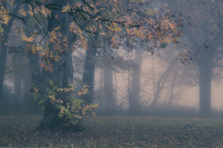 Mystic foggy forrest in the morning,with tree with yellow leavesの写真素材