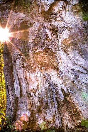 Close up of a big tree trunk with sun shining on the sideの写真素材