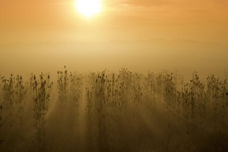 Foggy sunrise landscapeの写真素材
