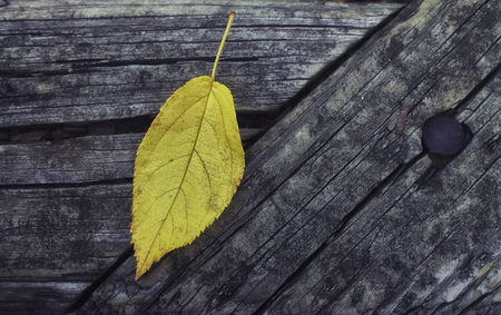 Yellow leaf on wooden surfaceの写真素材