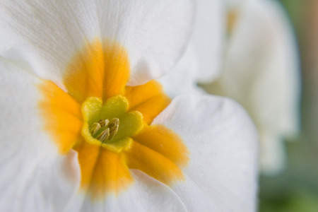 Close up of white primrose blossomの写真素材