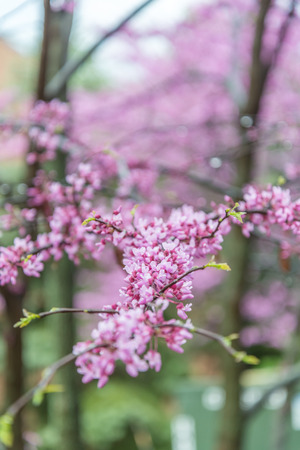 Redbud tree blossomsの写真素材