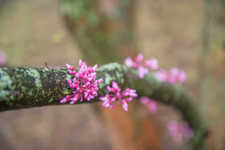 Redbud tree blossomsの写真素材