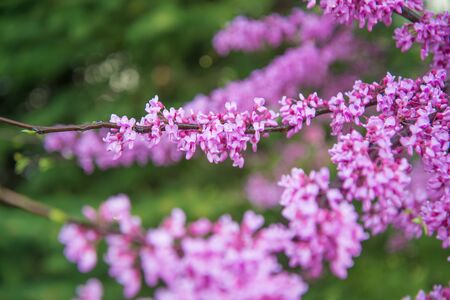 Redbud tree blossomsの写真素材