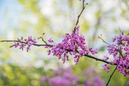 Redbud tree blossomsの写真素材