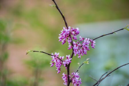 Redbud tree blossomsの写真素材