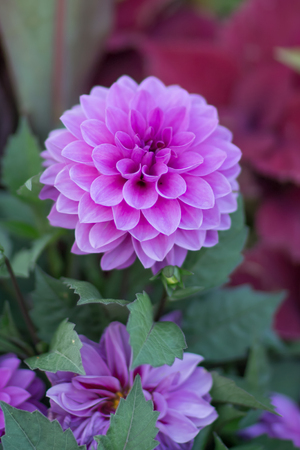 Pink Dahliaの写真素材