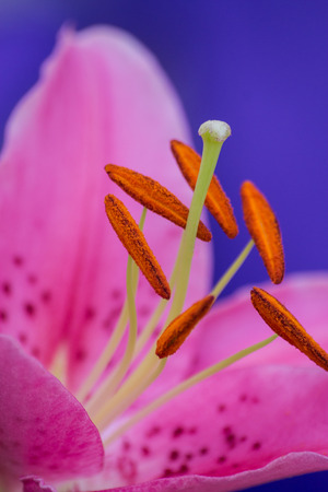 Macro of a pink lilyの写真素材