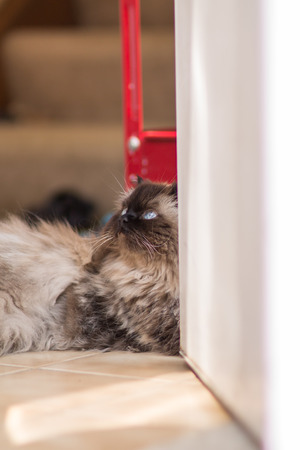 Portrait of a Himalayan catの写真素材