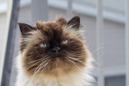 Portrait of a Himalayan catの写真素材