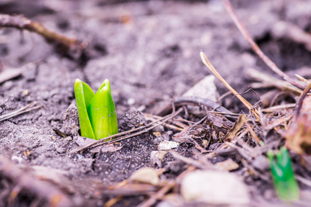Spring Green Sproutsの写真素材