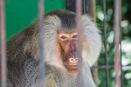 Baboon looking through the bars at the zooの写真素材