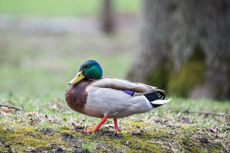 Wild Male Duckの写真素材