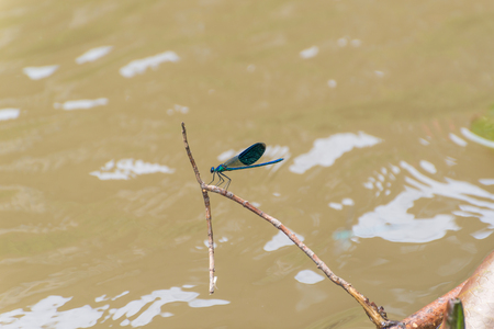 Dragonfly on a stick with water backgroundの写真素材