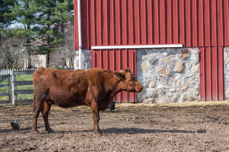 Brown Cow and two chickens in a farmの写真素材