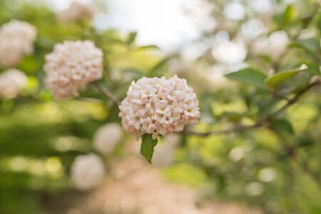 Hydrangeaの写真素材