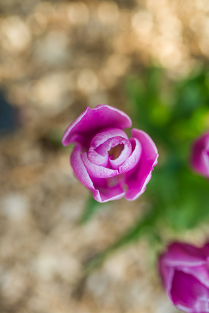 Pink tulipsの写真素材