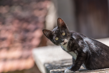 Black cat with white spotsの写真素材