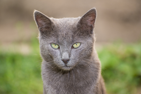 Russian Blue Catの写真素材