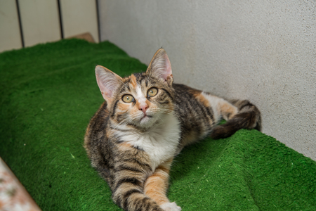 Kittenの写真素材