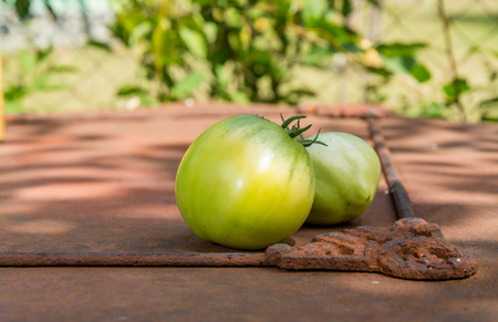 Homegrown Green Tomatoes with a blurred backgroundの写真素材