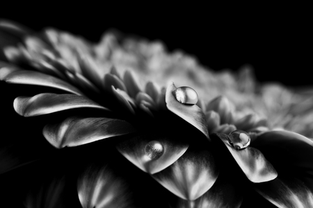 Black and white macro of water drops on  gerberの写真素材