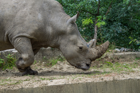 White Rhinoの写真素材
