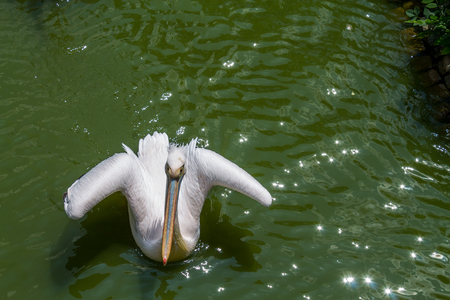 Close up of a pelican, swimmingの写真素材