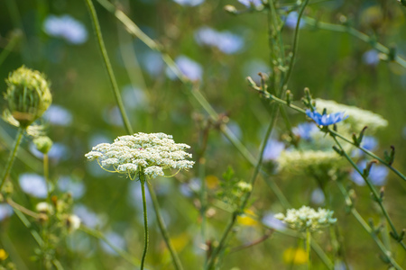 Close up of a white wildflower with blurred background