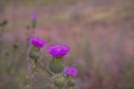 Thistle  flowerの写真素材