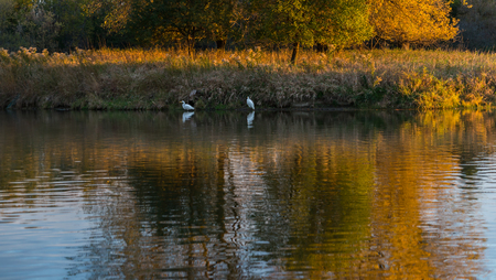 Two great white egrets/herons standing in a lakeの写真素材