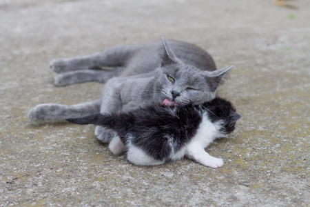 Mother cat grooming her baby kittenの写真素材