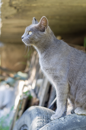 Russian Blue Catの写真素材